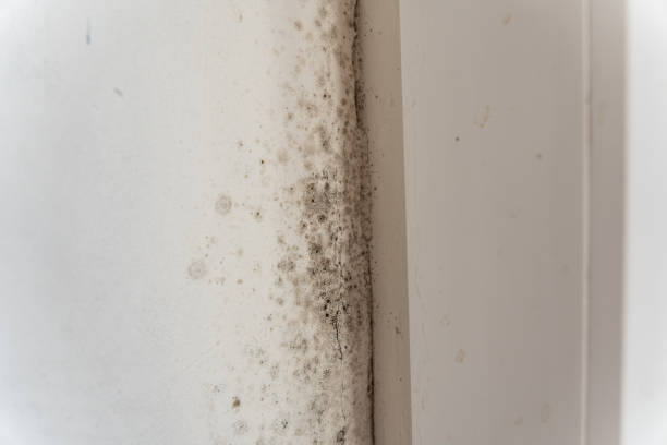 Best Post-Remediation Verification Testing  in Pleasant View, TN